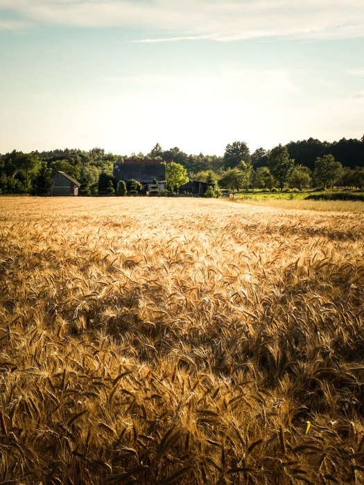 crop field in the countryside in poland