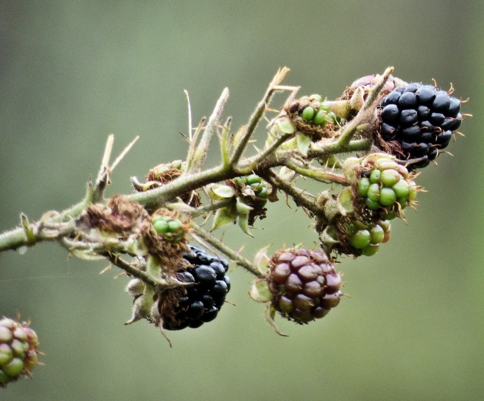 berries on a branch in the wildlife