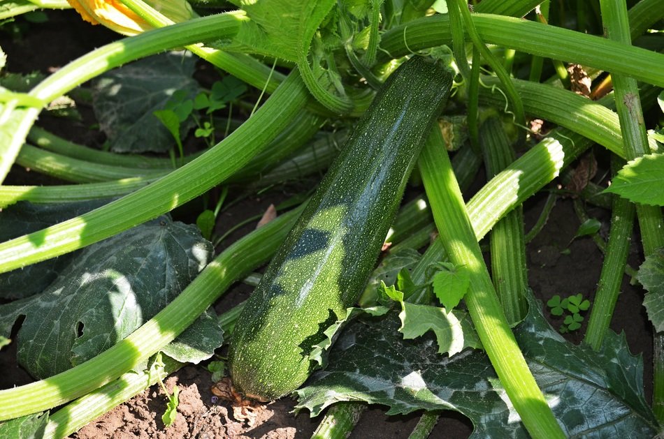 the cultivation of zucchiniс