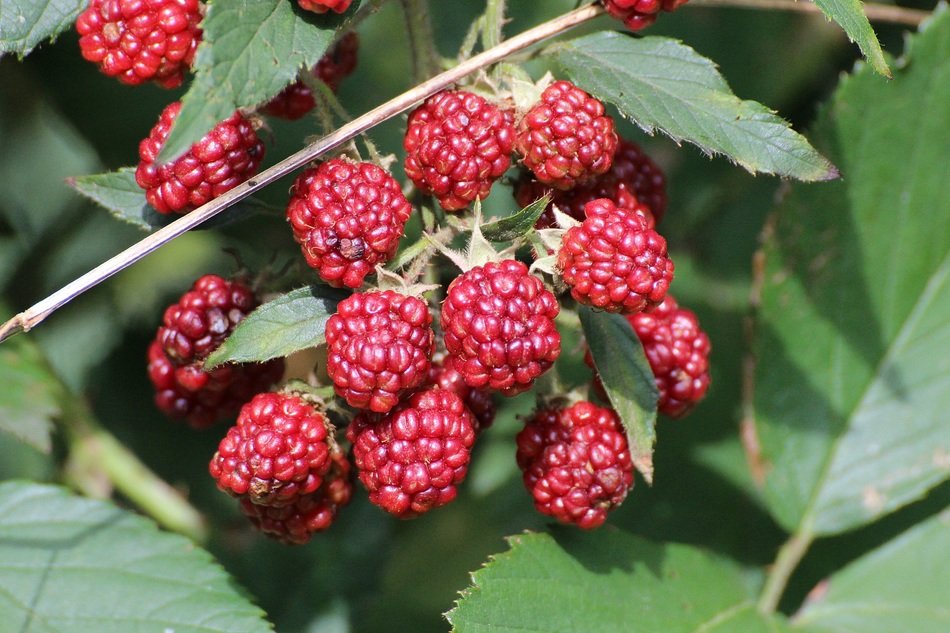 blackberries berries green leaf