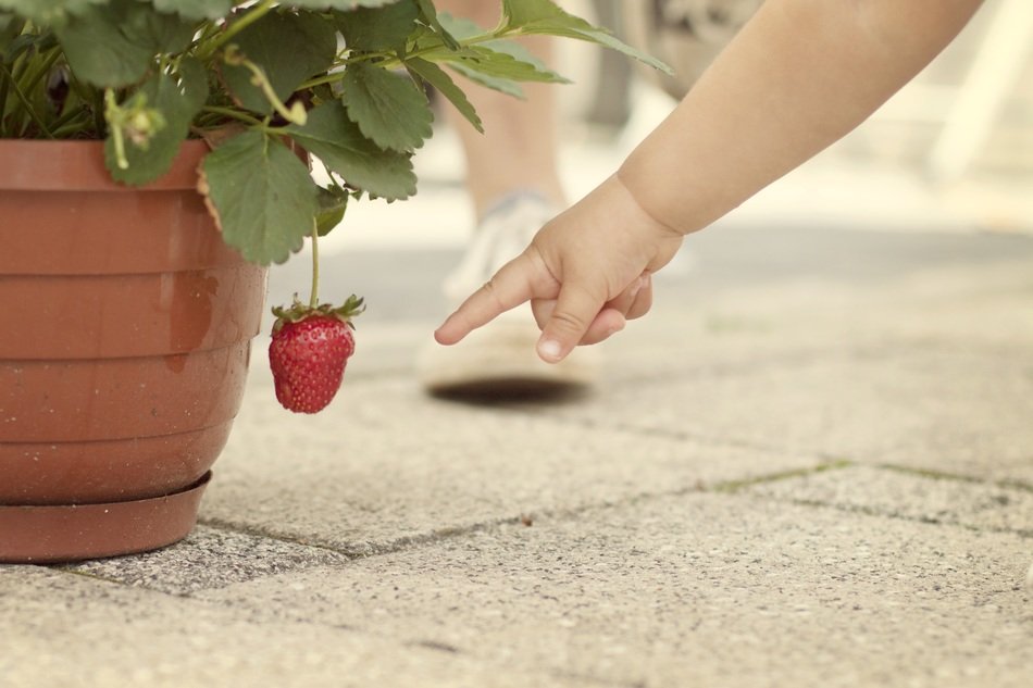 ripe strawberries in a flower pot and the gesture of a child's hand