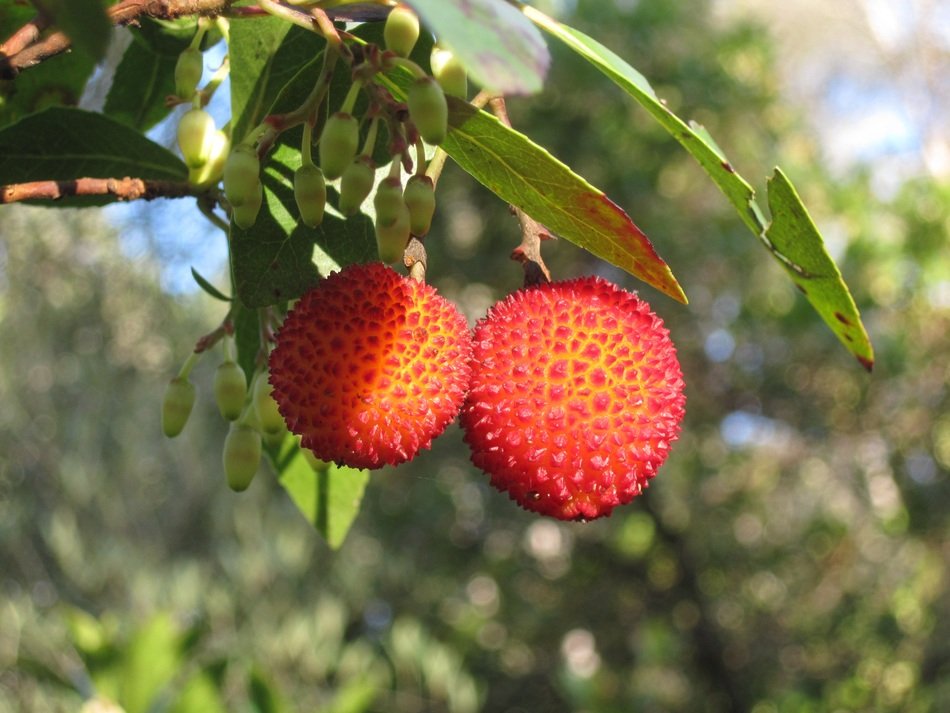 arbutus unedo strawberry