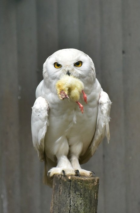 white owl near the wall