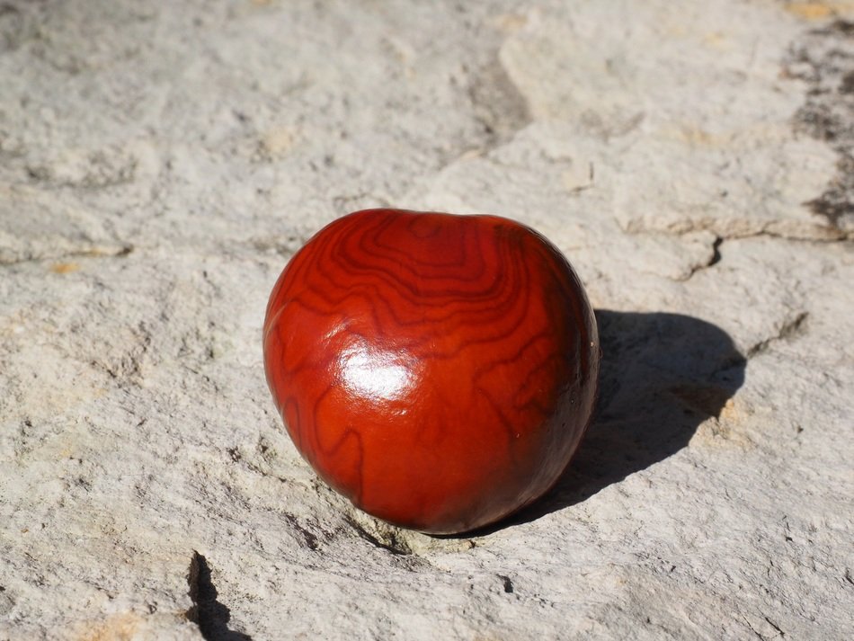 Close up photo of the chestnut