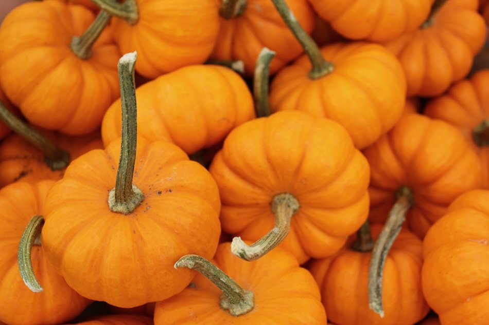juicy and fresh pumpkin