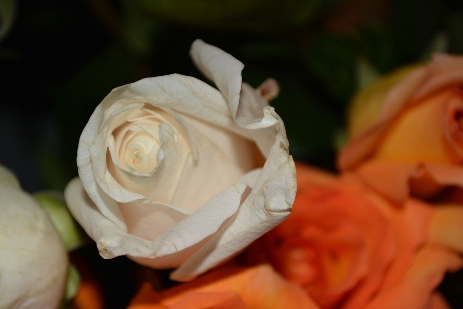 White and orange roses bloom