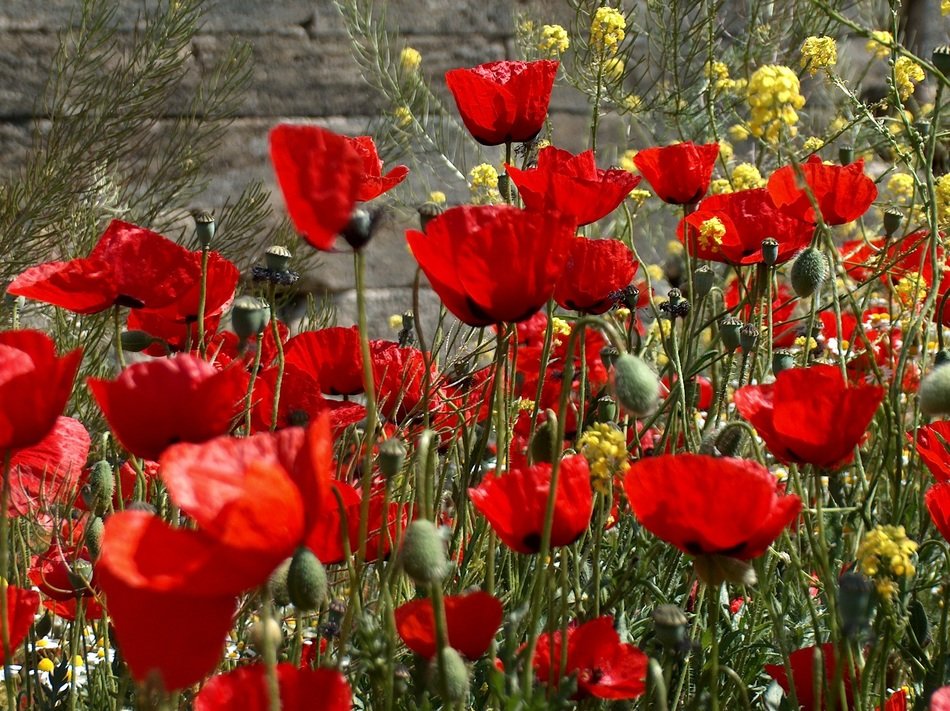 juicy and beautiful poppies