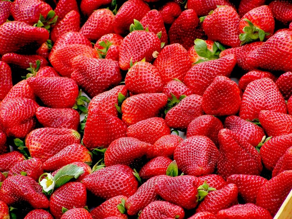 juicy and beautiful strawberries