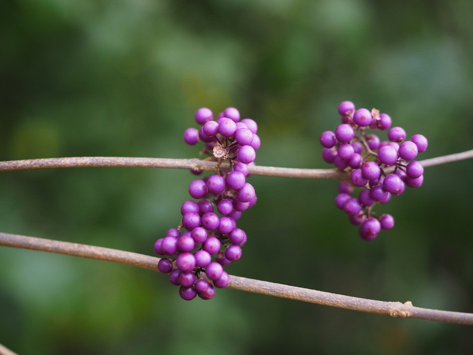 chinese beautiful fruit