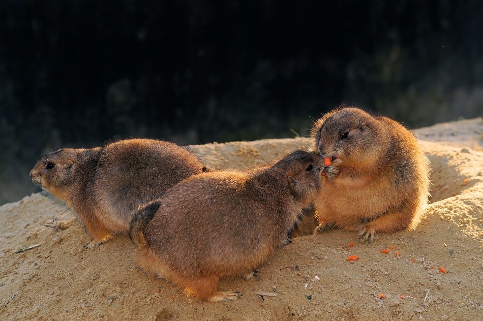 sweet chubby prairie dogs