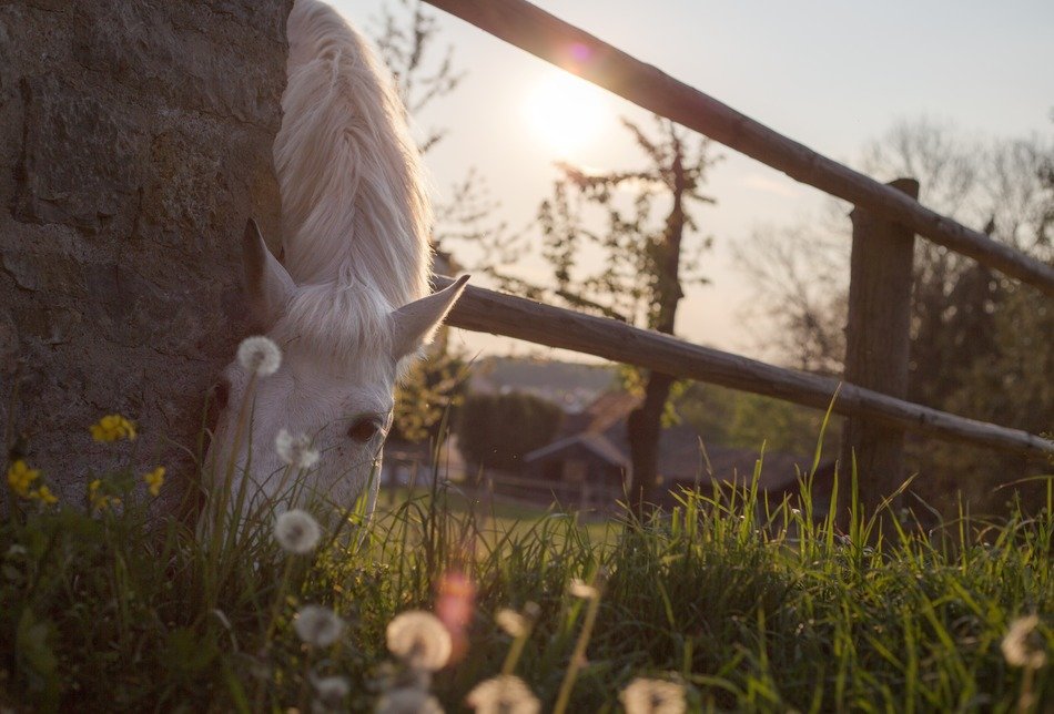 horse in a paddock