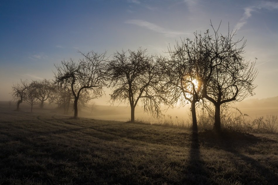 fruit trees on a november morning sunrise background