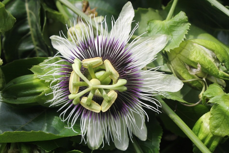 closeup view of passion fruit flower on a green plant