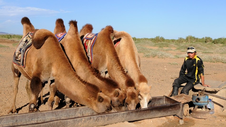 camels drink water in the desert