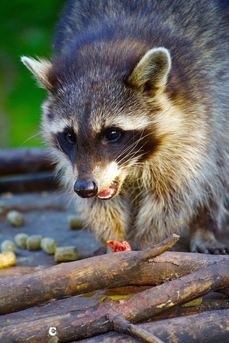 Raccoon in the wild