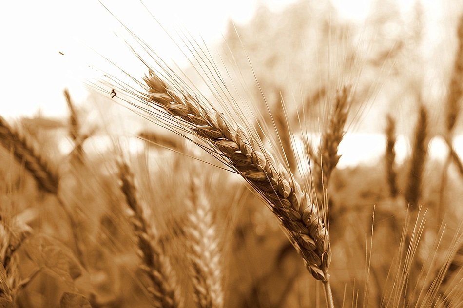 wheat field in summer time