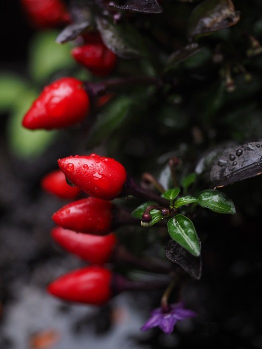 ornamental chili pepper berry