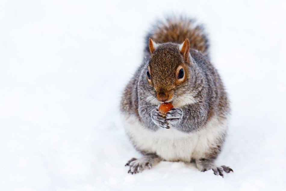 cute furry squirrel in wintertime