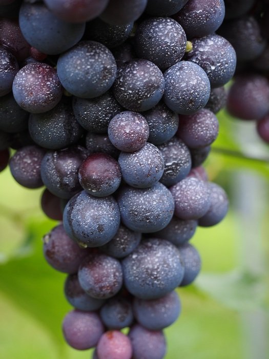 juicy and beautiful wine berries