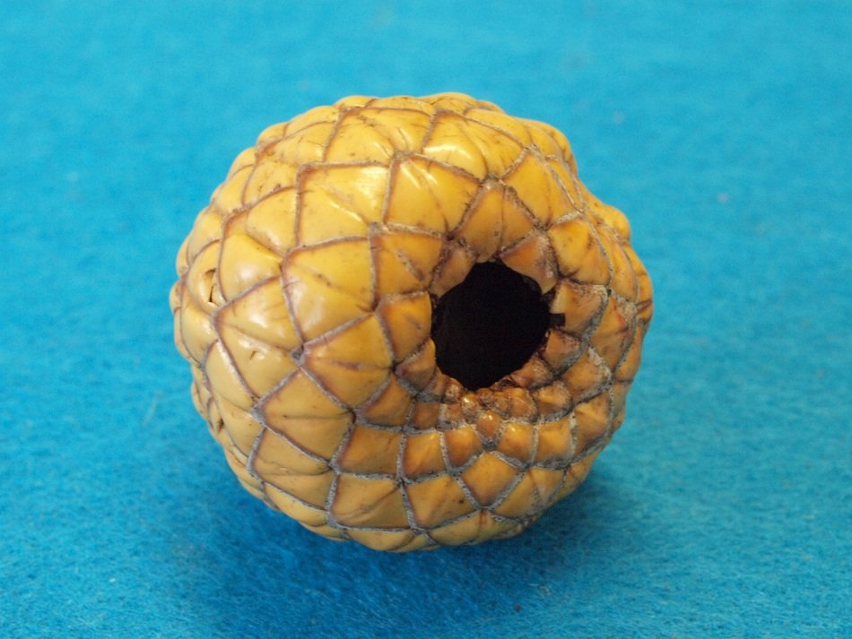 juicy and beautiful rumbia fruit