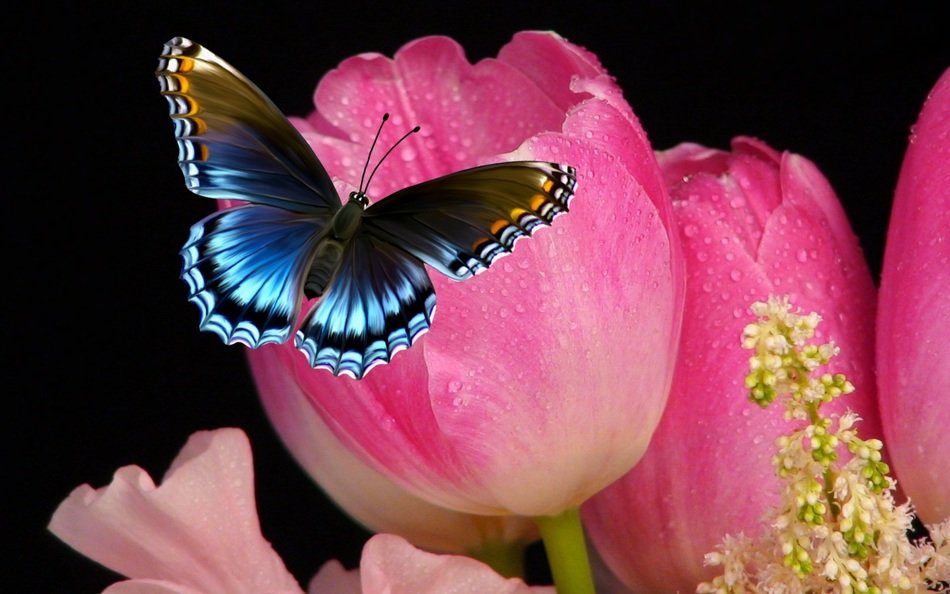 Beautiful tulip flowers and colorful butterfly at dark background