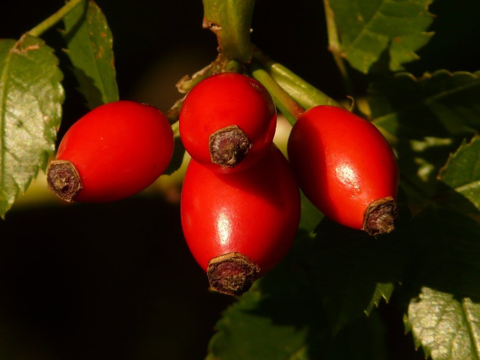 Red rose hips in the wildlife