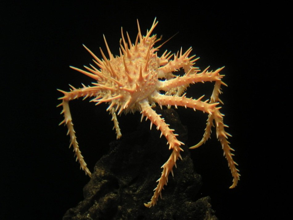 light spiny crab