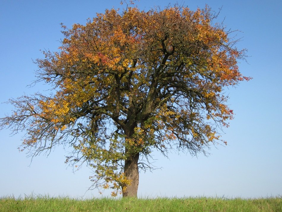 Pear tree in the nature