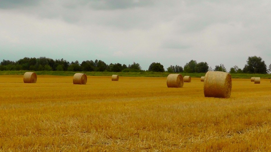 straw bales at field on a cloudy day