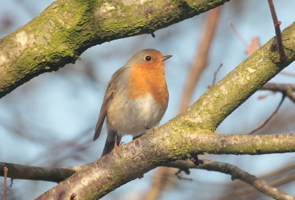 robin a bird from the family of flycatchers