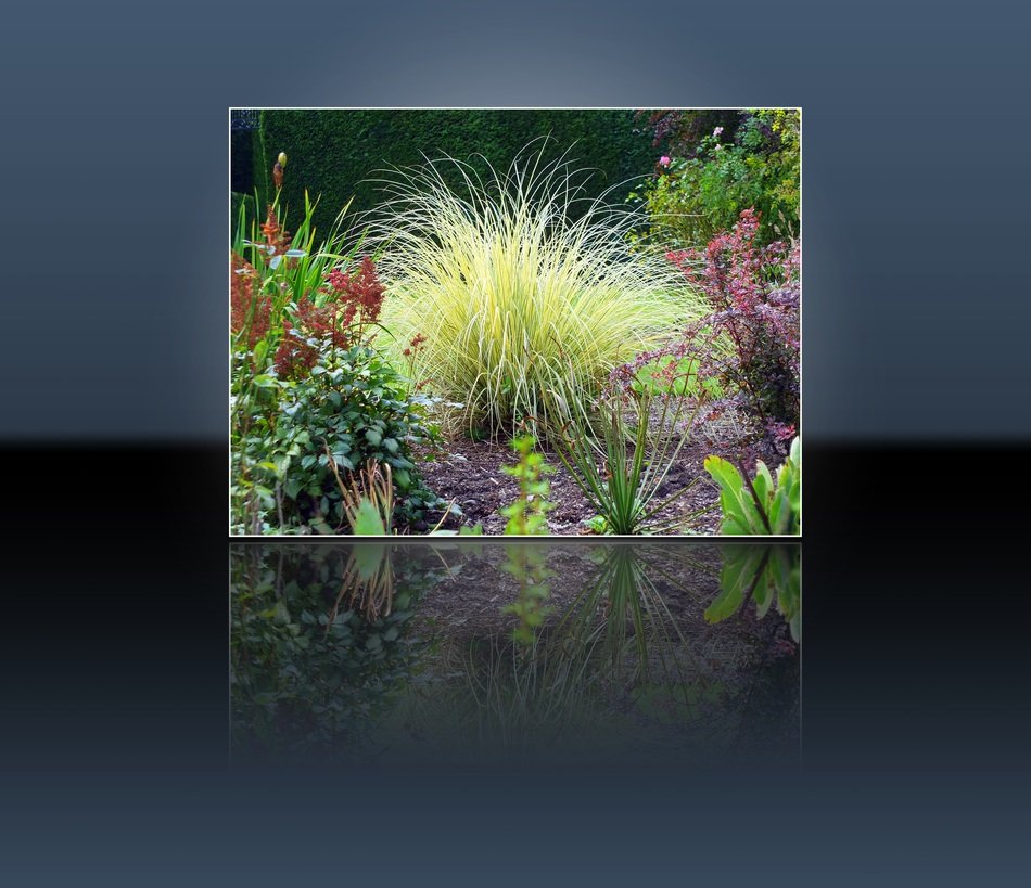 Green herbs Nature pictute in black room