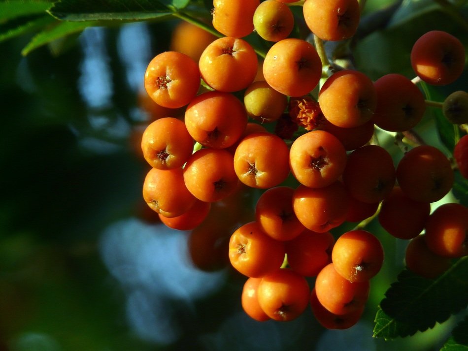 orange rowan berries on a bush