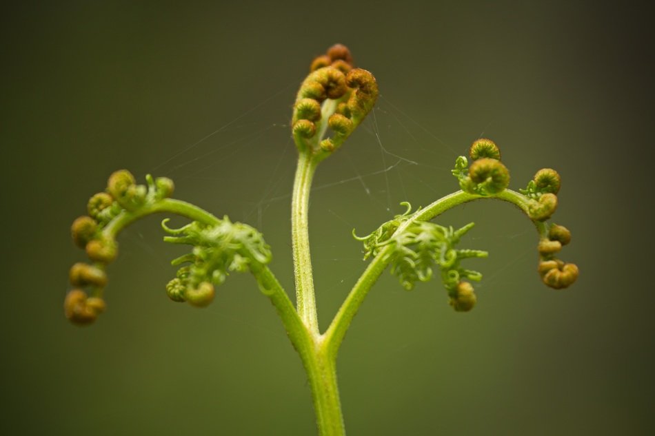 Photo of green roll plant