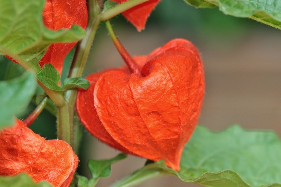 Orange lampionblume flower