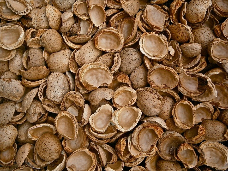almond harvest in autumn