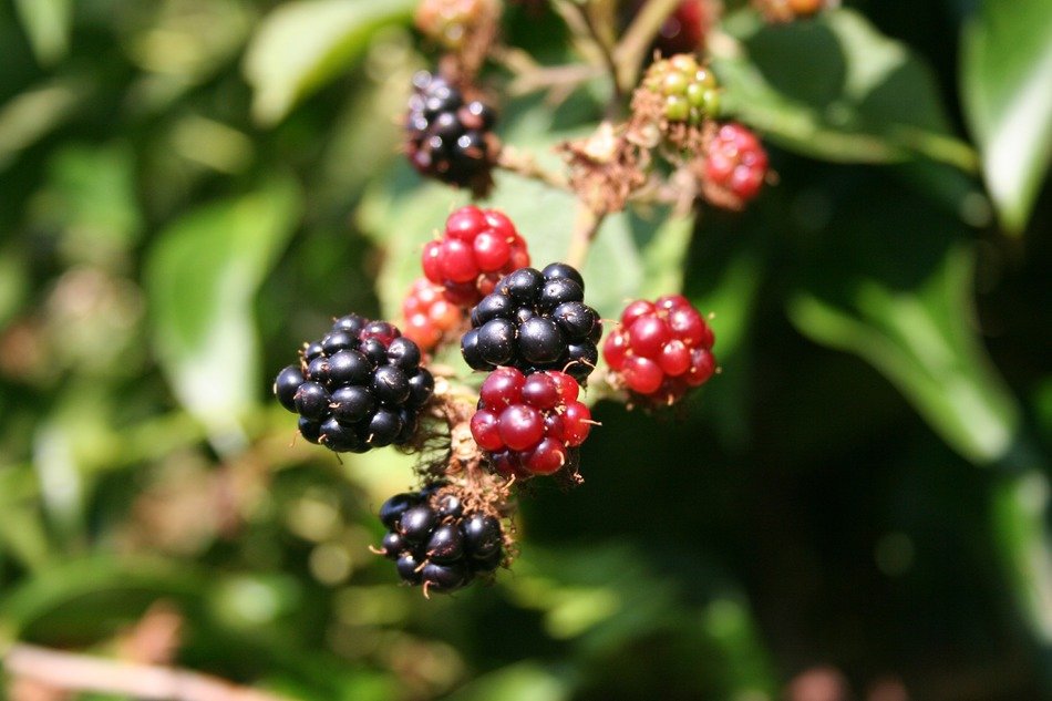 blackberries of different ripeness