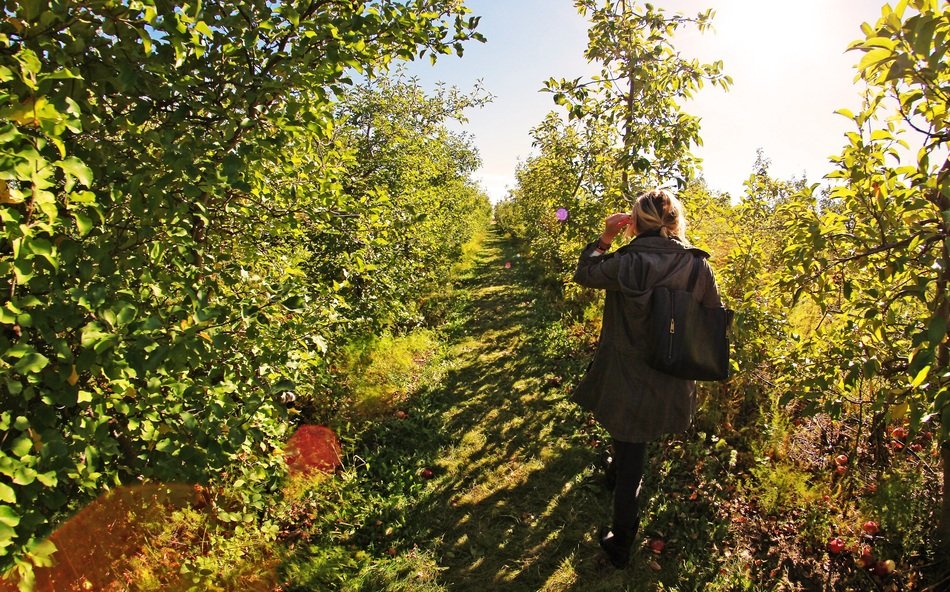 sun walking in the apple farm