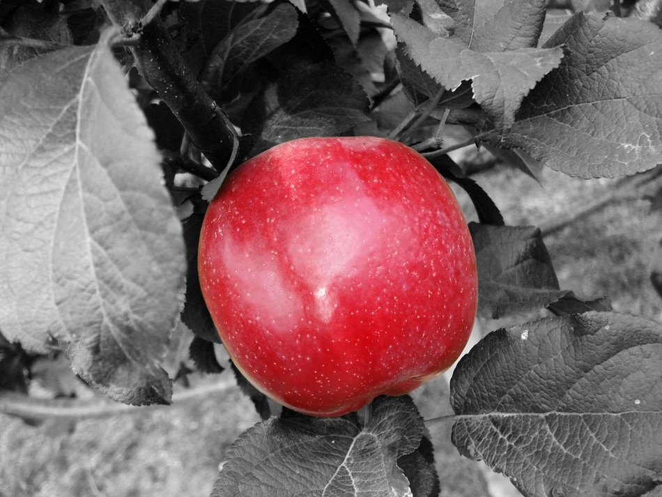 red apple at grey background