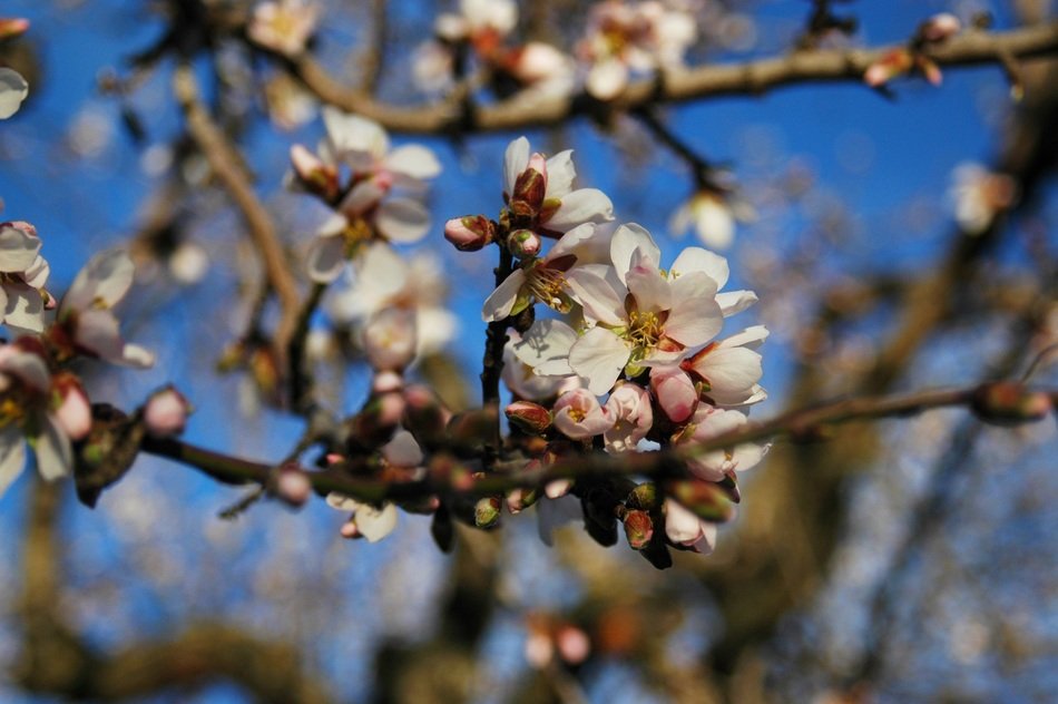 almond tree blooms