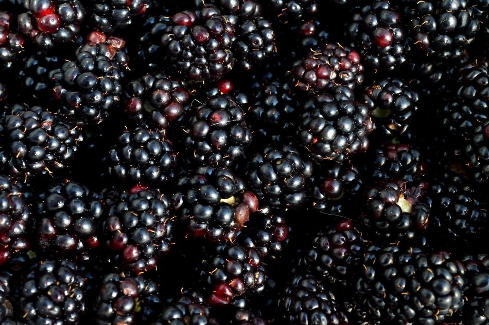 sweet blackberry harvest