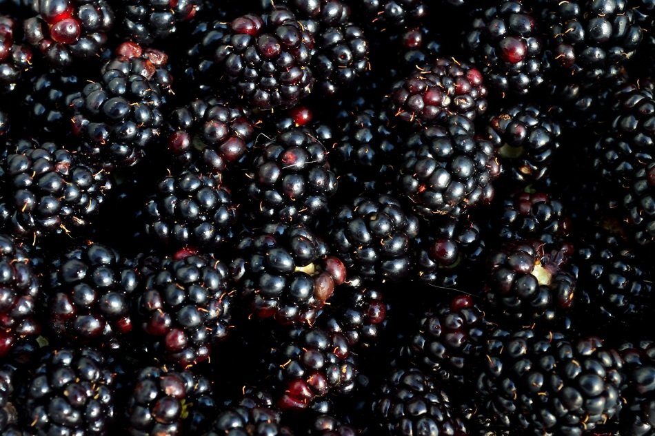 sweet blackberry harvest