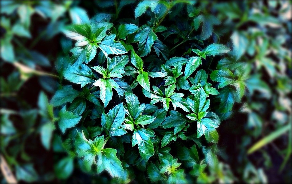green vegetation in the open air
