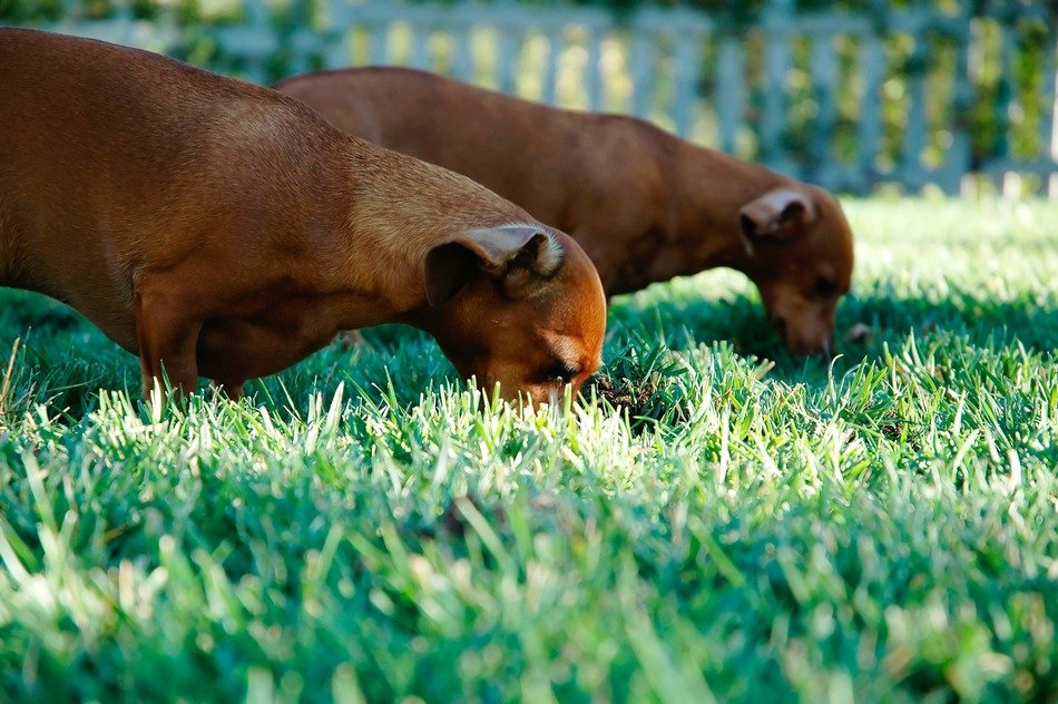 Picture of sausage dogs