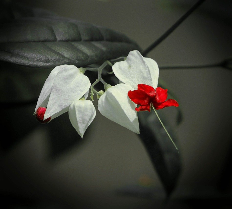 leeding-heart vine blossoms close up