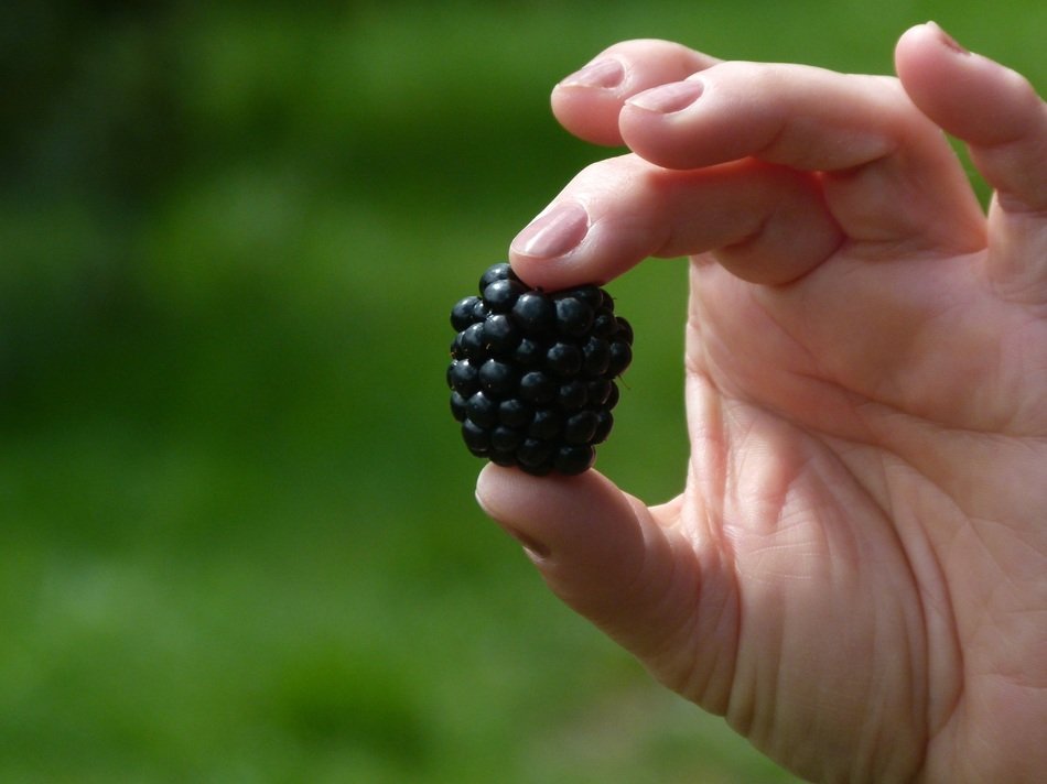 Blackberry in the hand