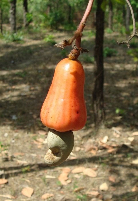 cashewnut fruit