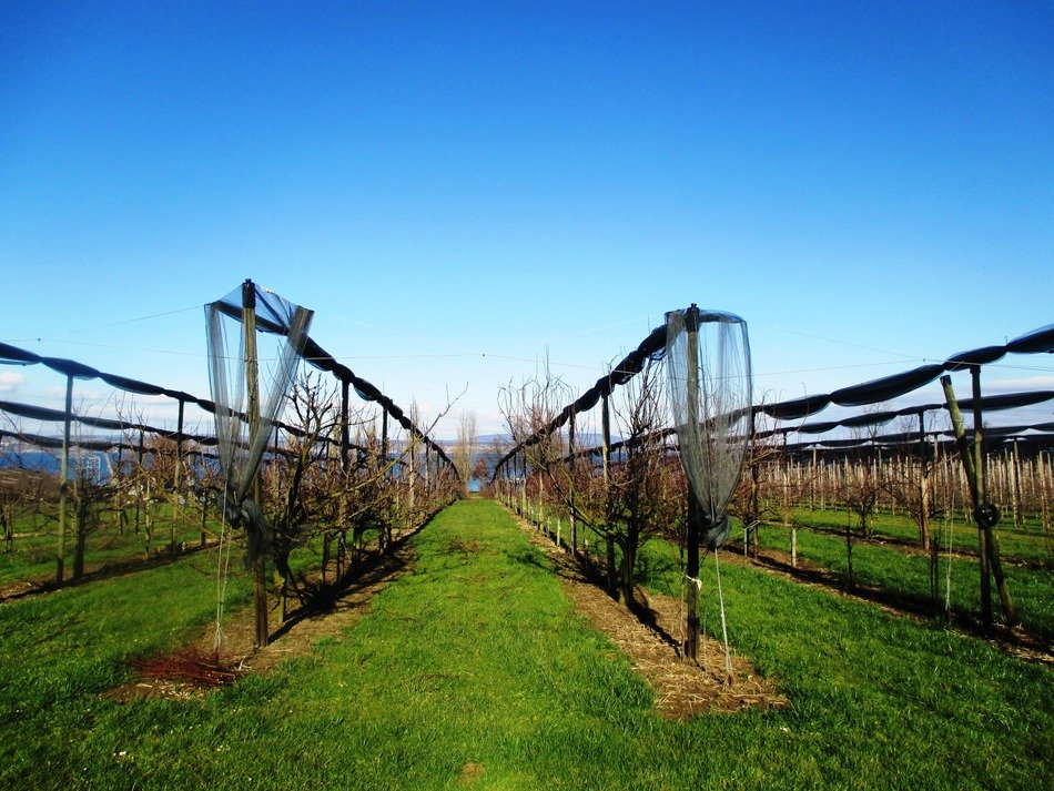 Landscape of orchards
