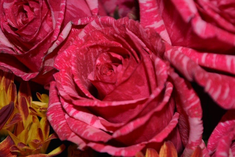 bouquet of beautiful roses