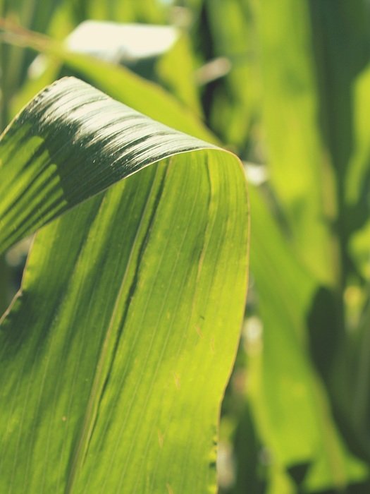 one green corn leaf in the cornfield