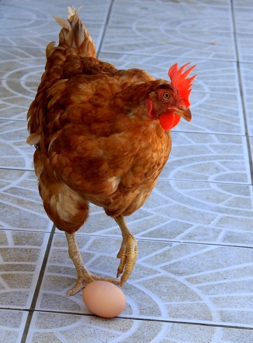 brown the chicken and the egg